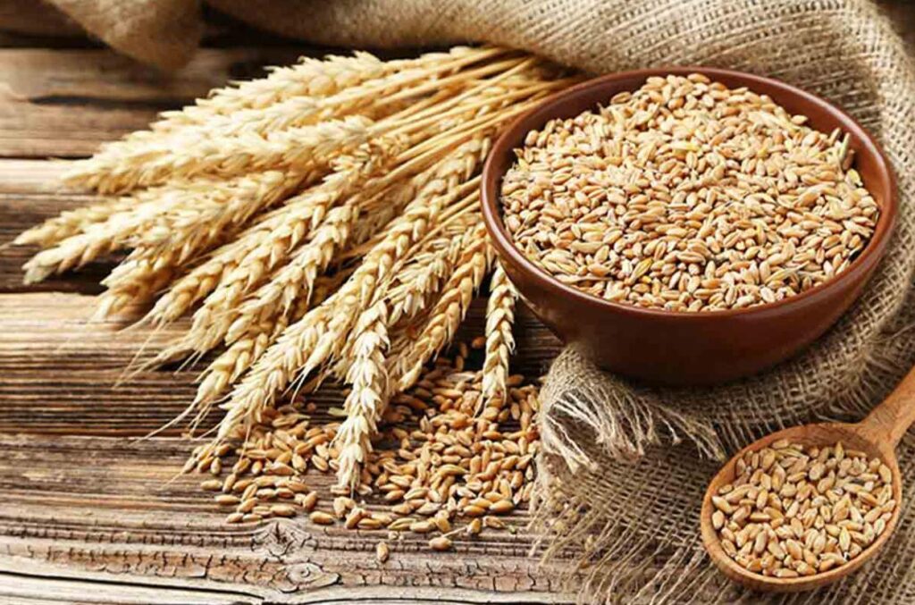 راهنمای صادرات جو به عراق - سایت لرن شیمی