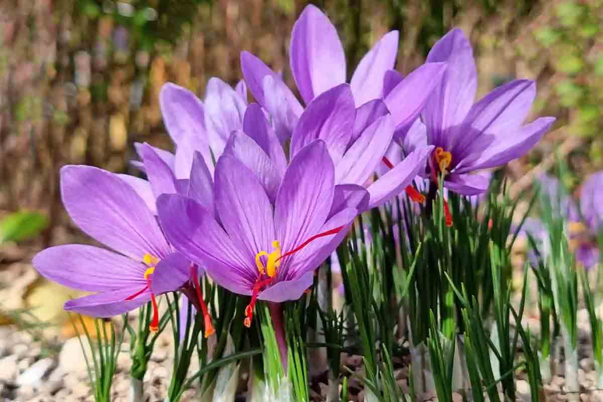 خریداران زعفران در عراق