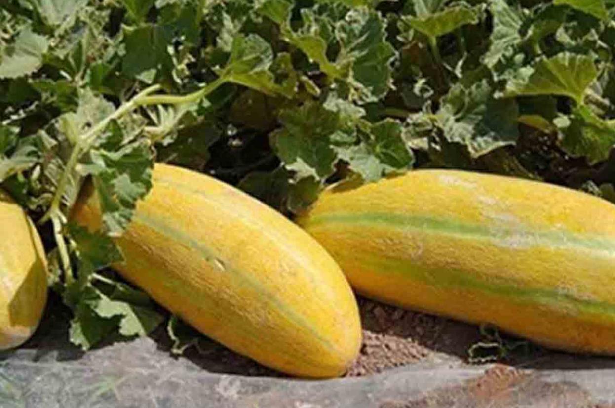 راهنمای صادرات خربزه به عراق
